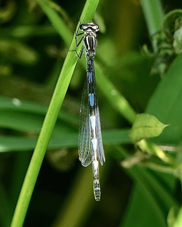 variable damselfly